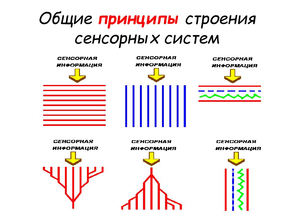 Общая физиология сенсорных систем презентация