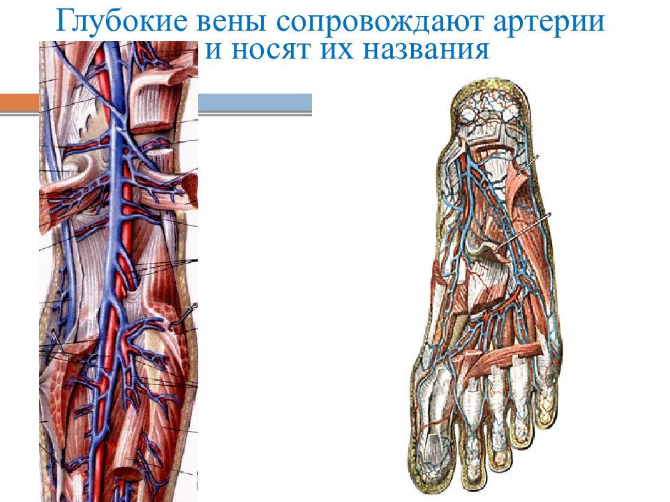 Большая внутренняя вена. Венозная Вена и артериальная Вена. Вены и артерии нижних конечностей.