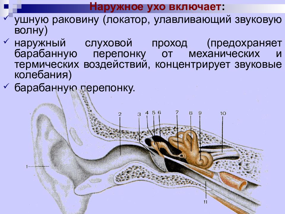 Полип наружного слухового прохода. Эпителий наружного слухового прохода. Стенки наружного слухового прохода.