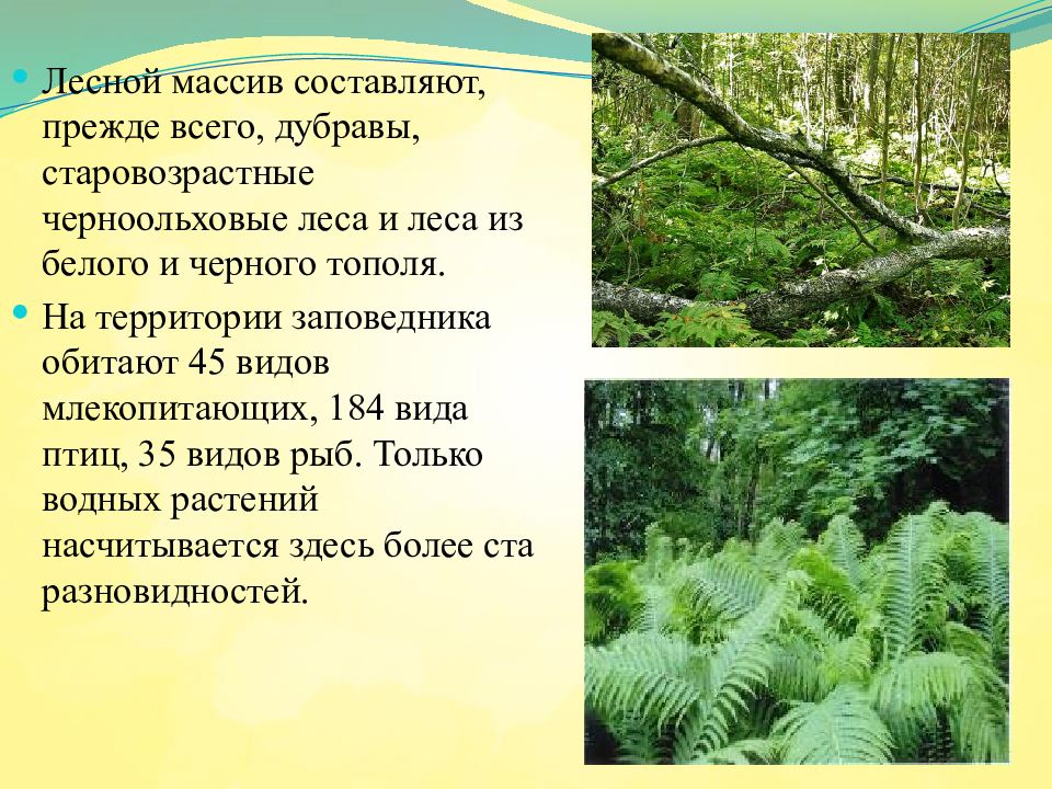 Презентация на тему заповедники воронежской области