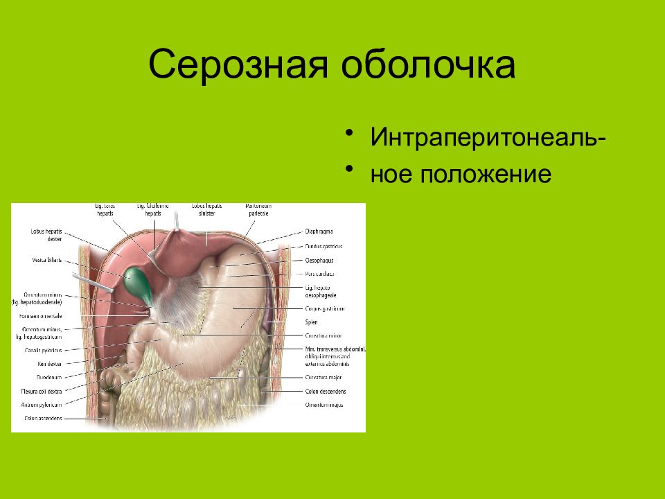 Серозная оболочка. Серозные оболочки анатомия. Строение серозной оболочки. Органы, покрытые серозной оболочкой. Строение и функции серозных оболочек.