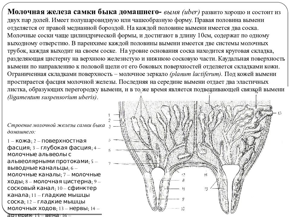 Молочные железы коровы. Схема строения вымени коровы. Строение вымени КРС. Схема строения вымени коровы в разрезе.