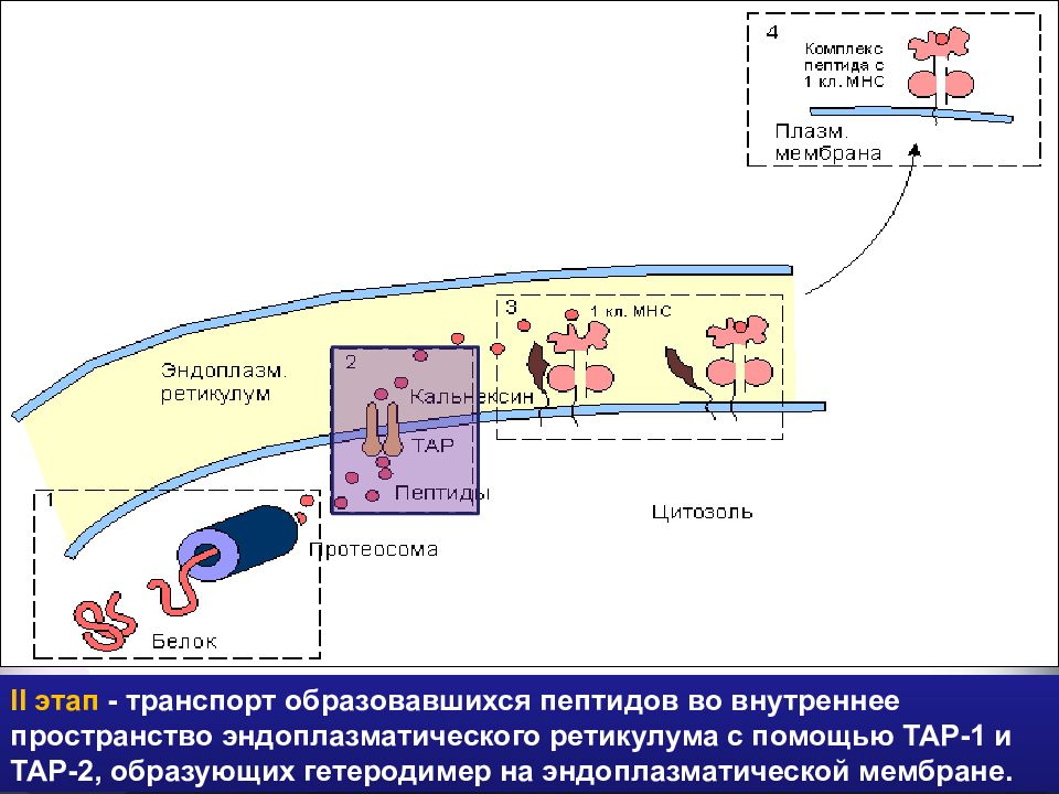 Главный комплекс гистосовместимости презентация