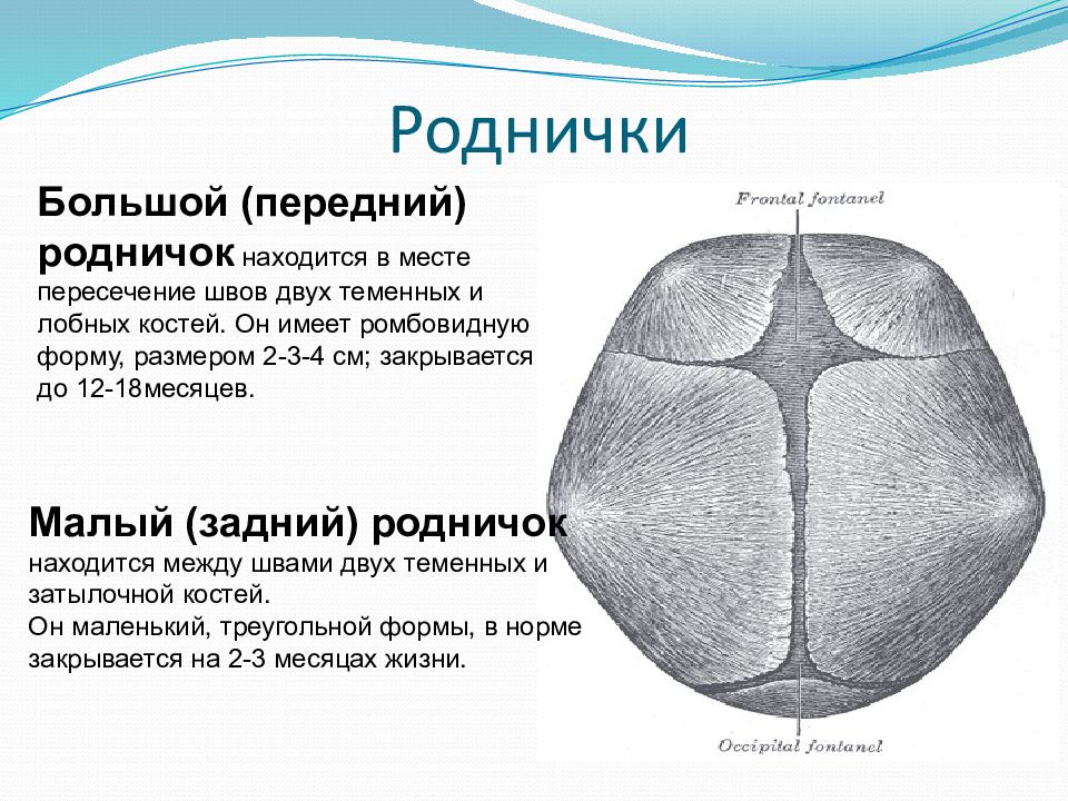 Роднички таблица. Роднички черепа новорожденного. Роднички черепа анатомия. Роднички у новорожденных Размеры норма. Родничок у новорожденных норма в 2 месяца на грудном.