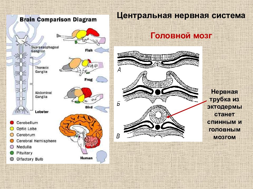 Нервная трубка. Эктодерма нервная система. Нервная система нервная трубка. Трубчатая нервная система. Головной и спинной мозг развиваются из.