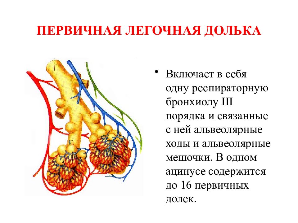 Изучите структурную единицу легкого ацинус сделайте к рисунку обозначения