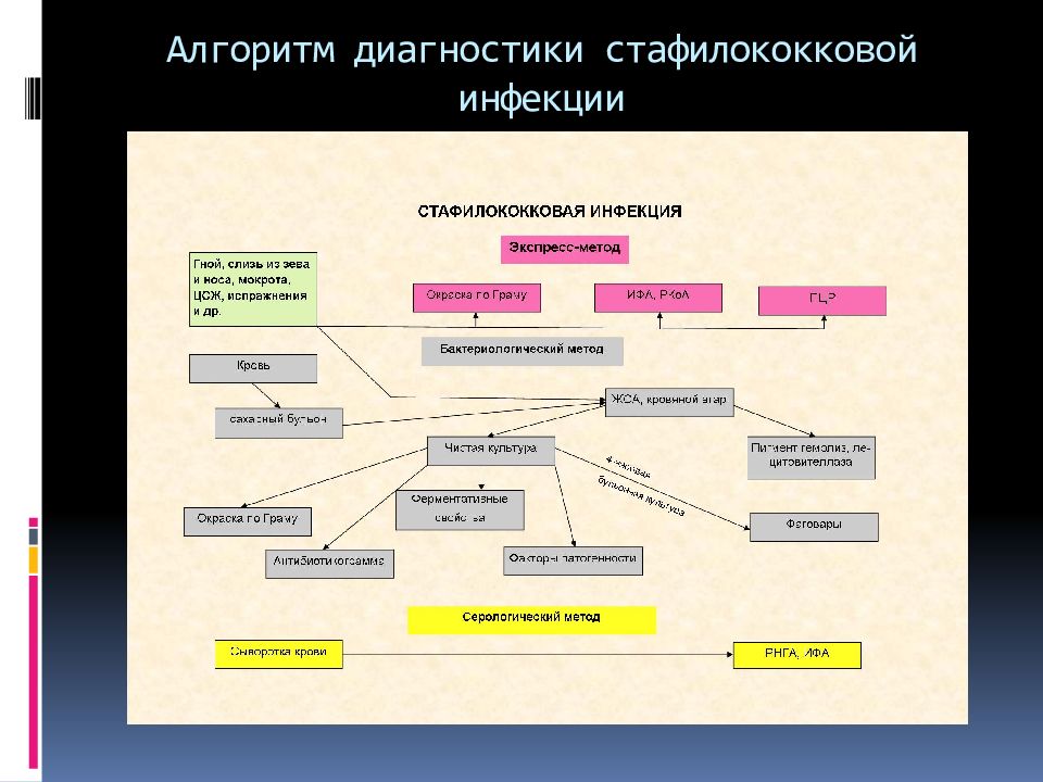 Алгоритм 20. Алгоритм диагностики коронавирусной инфекции. Схема диагностики стафилококковой инфекции. Схема лабораторной диагностики стафилококковой инфекции. Методы микробиологической диагностики стафилококковых инфекций.