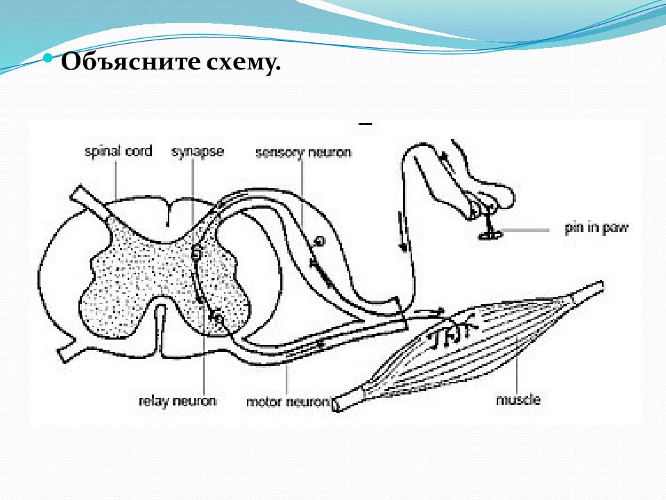 Схема рефлекторной дуги ахиллова рефлекса