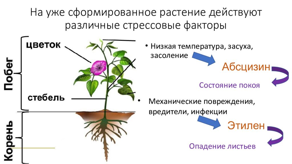Действие фитогормонов на растение. Стресс растений. Стресс факторы растений. Гормон стресса растений. Фитогормоны растений.