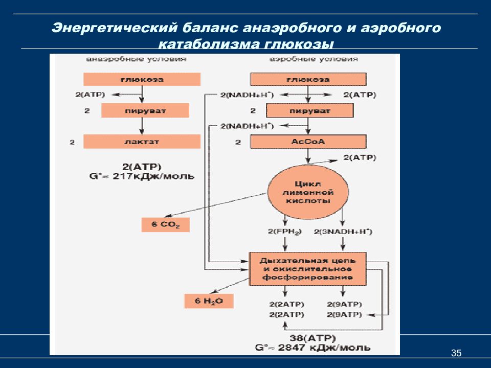 Аэробный распад глюкозы биохимия схема