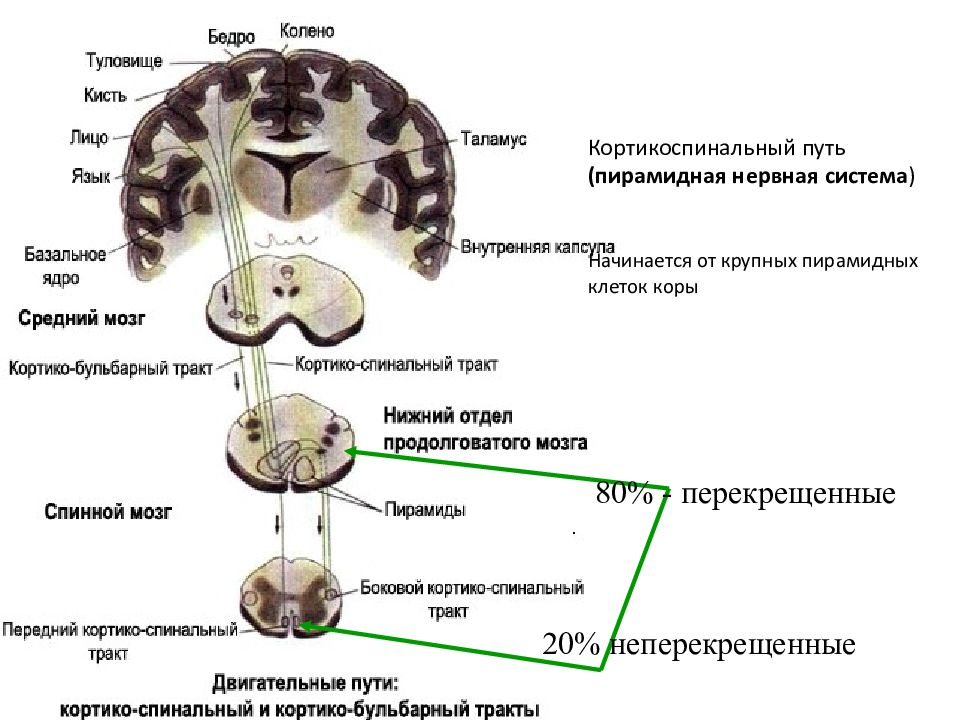 Кортико спинальный путь схема