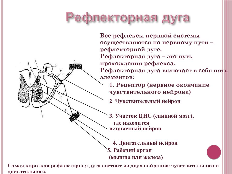 Повышенной нервно рефлекторной. Рефлекторная система. Рефлекторная нервная система. Рефлекторная дуга. Строение рефлекторной дуги.