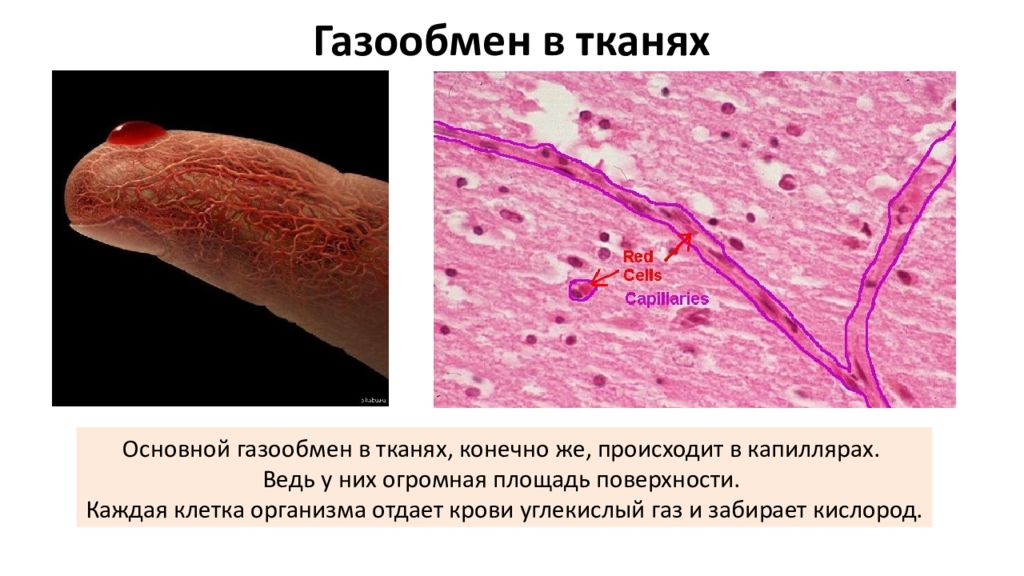 Презентация легкие газообмен в легких и других тканях 8 класс