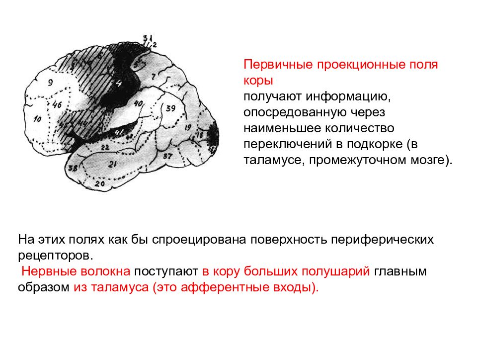 Первичные поля. Первичные проекционные зоны коры головного мозга. Зоны коры головного мозга первичная вторичная третичная. Первичные вторичные и третичные поля коры больших полушарий. Первичные вторичные третичные поля коры головного мозга.