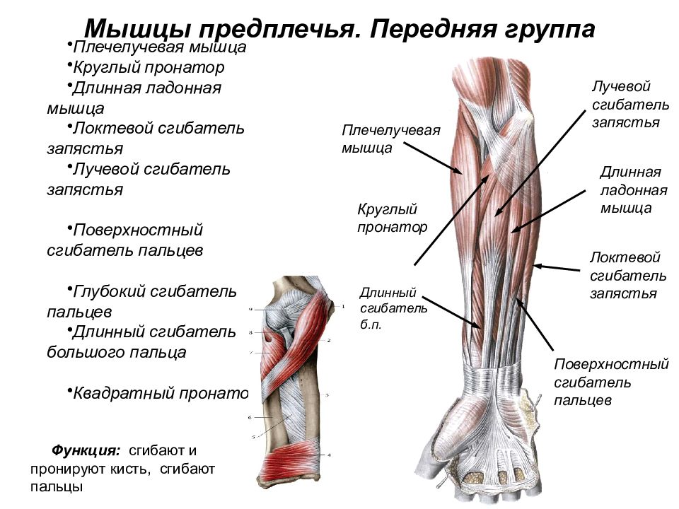 Мышцы предплечья анатомия передняя группа. Мышцы предплечья передняя группа поверхностный. Мышцы передней группы предплечья таблица. Латеральная группа мышц предплечья.