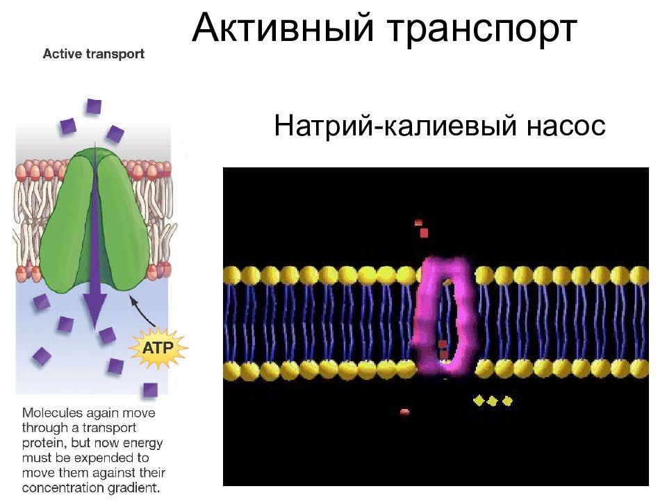 Натрий калиевый насос. Активный транспорт натрий-калиевый насос. Калиево натриевый насос транспорт. Активный транспорт через мембрану натрий калиевый насос. Натрий-калиевый насос Тип транспорта.