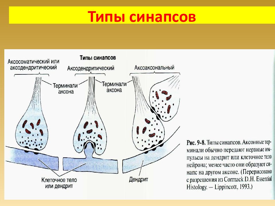 Синапс находится. Типы синапсов. Строение и классификация синапсов. Строение синапса гистология. Классификация синапсов гистология.