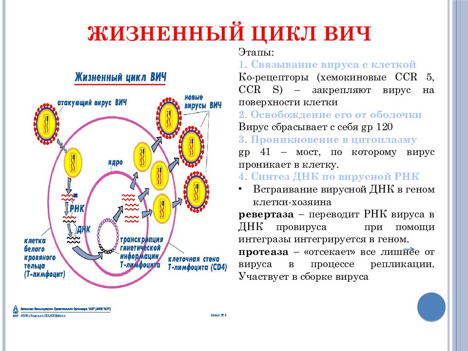 Жизненный цикл вируса иммунодефицита человека. Жизненный цикл ВИЧ. Жизненный цикл ВИЧ слайд. Первичные и вторичные иммунодефицитные состояния.