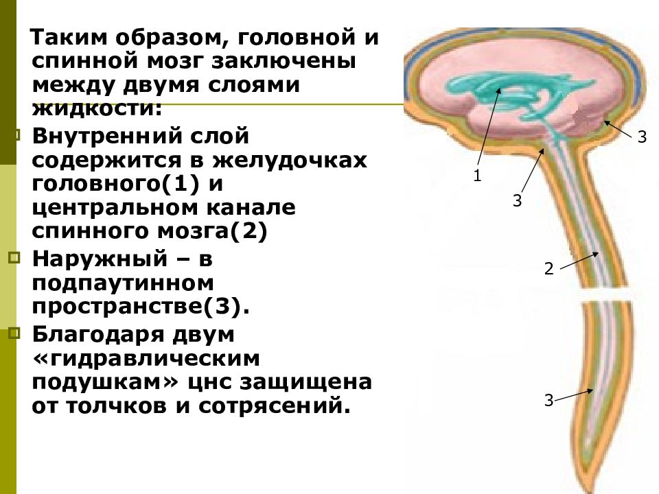 Спинномозговая жидкость находится. На что похожа спинномозговая жидкость.