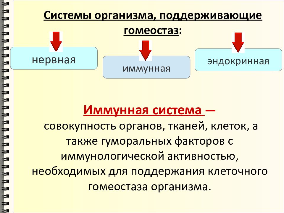 Звенья иммунитета схема