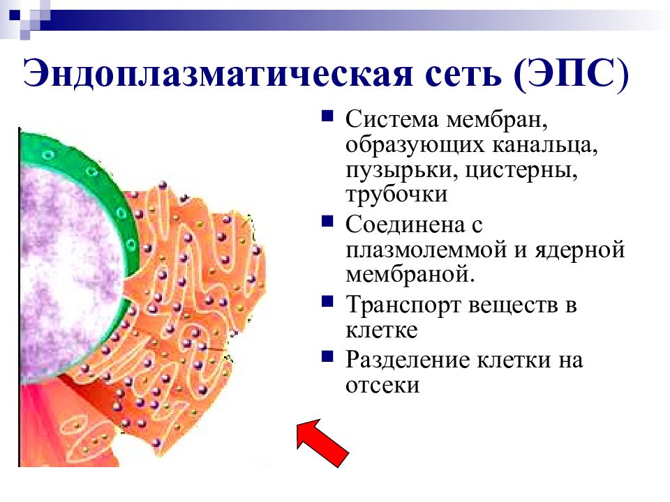 Органоид эпс строение и функции. Органоиды клетки эндоплазматическая сеть. ЭПС строение органоида. Мембраны ЭПС В клетке. ЭПС структура и функции.