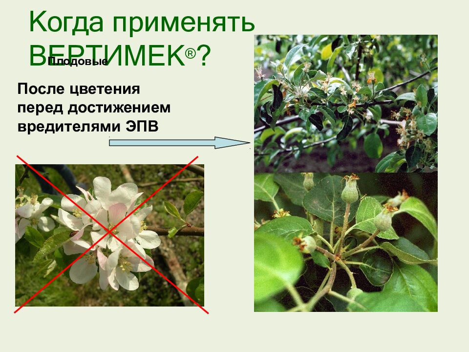 Когда применять ВЕРТИМЕК ® ?