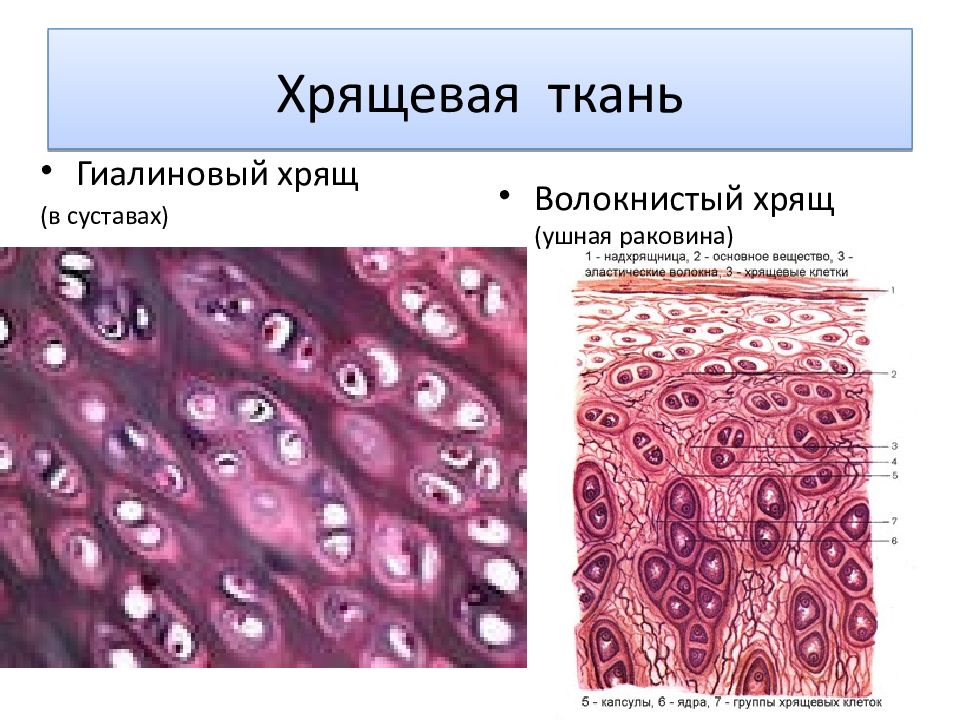 Хрящевая ткань сустава