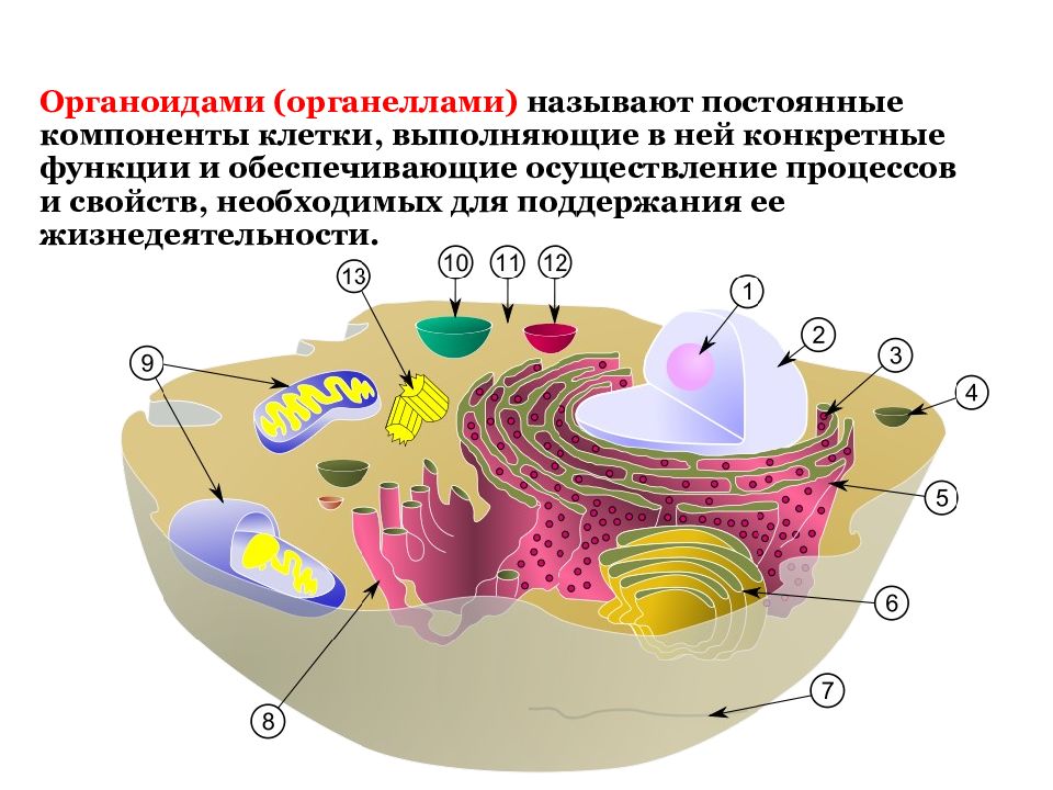 Жасушаның құрылысы фото