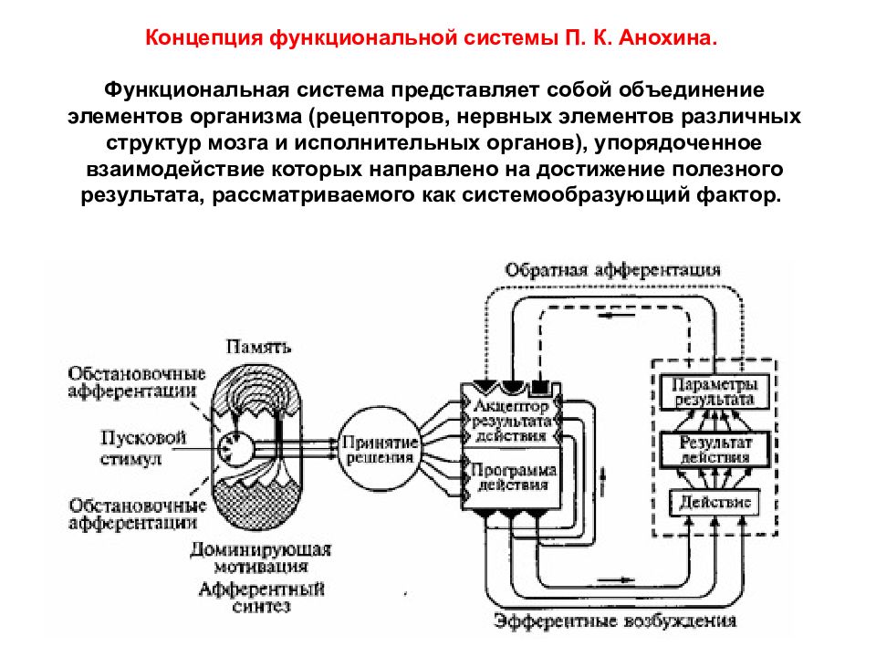 Формирование функциональной системы