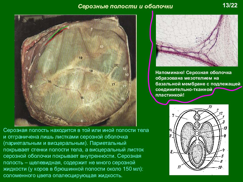 Полость образованный. Серозная оболочка брюшной полости. Серозная оболочка образована. Серозные оболочки анатомия. Анатомия серозных полостей.