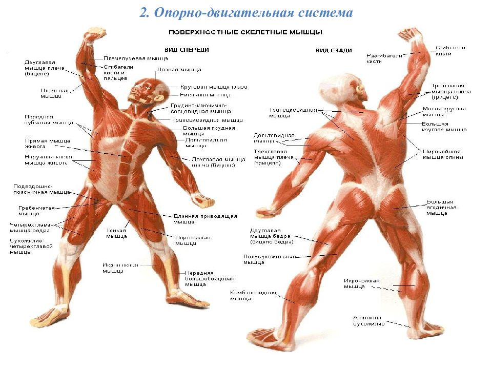 Органы опорной системы человека. Опорно. Опорно двигательная система человека на английском. Опорно двигательная рукоятка. Опорно двигательная система простейших.