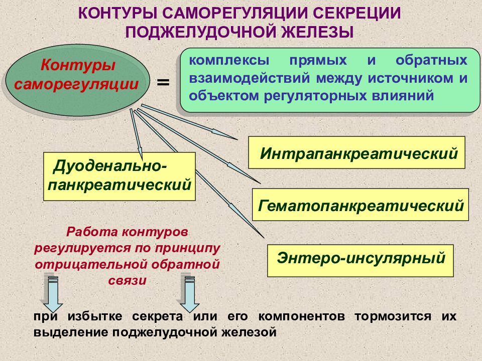 Опишите каждую. Контуры саморегуляции поджелудочной железы. Контуры саморегуляции принцип плюс-минус взаимодействие. Контуры саморегуляции секреции поджелудочной железы. Регуляция выработки гормонов контуры саморегуляции.