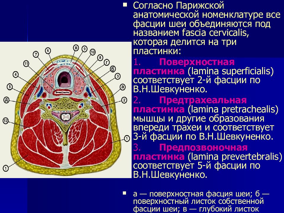 Фасции и клетчаточные пространства шеи схема