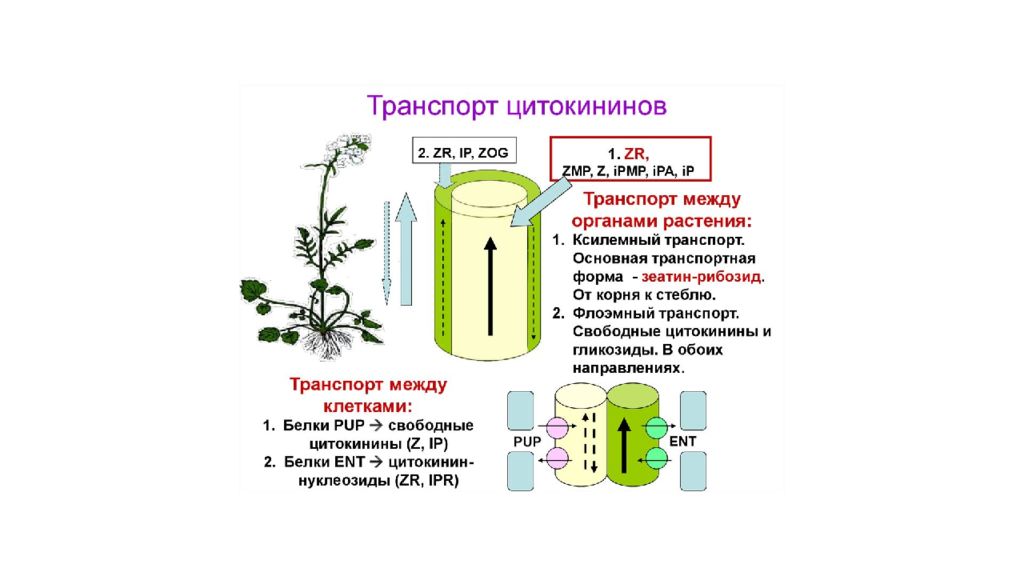 Презентация гормоны растений