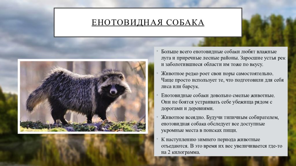 Разнообразие природы родного края приморский край. Енотовидная собака Приморский край. Проект разнообразие природы родного Башкортостана.
