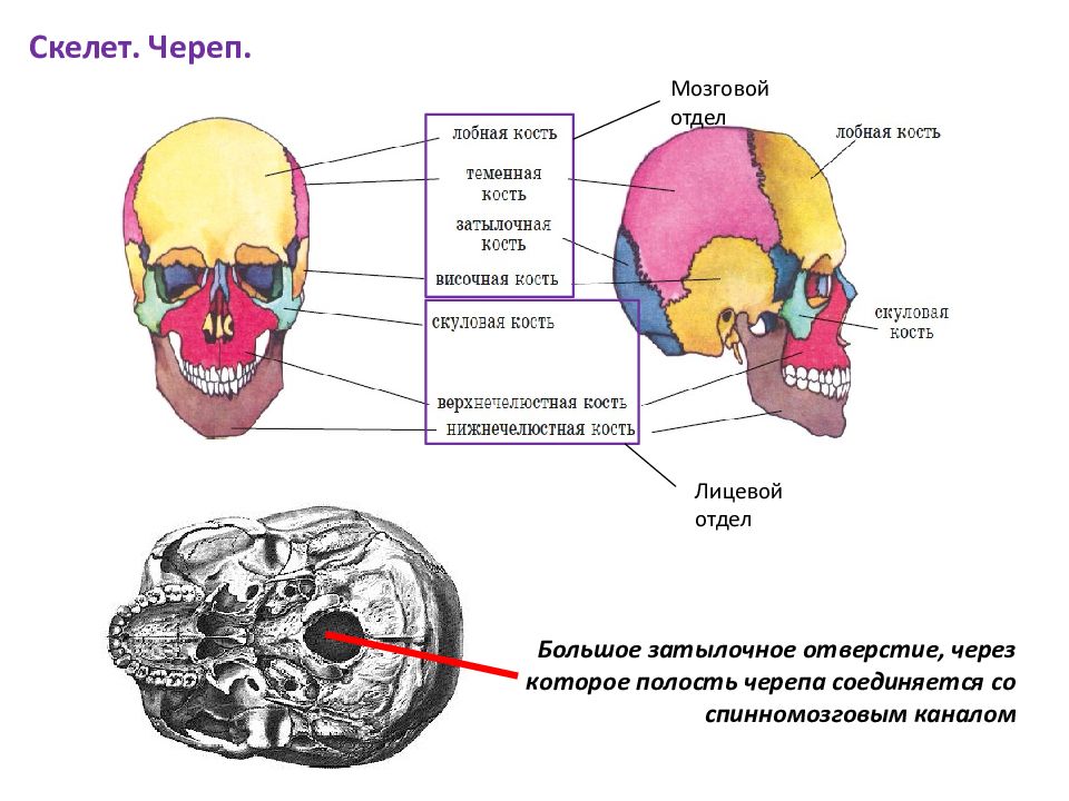Полость черепа. Кости мозгового отдела черепа человека. Опорно двигательная система человека череп. Скелет мозгового отдела черепа. Мозговой отдел черепа лобная кость.