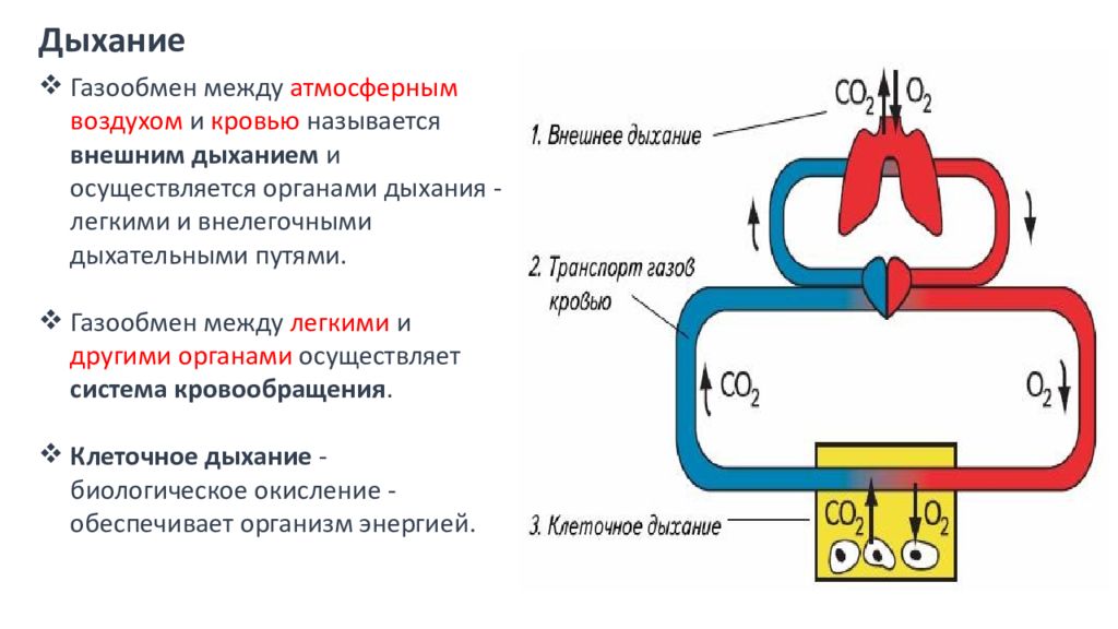 Дыхательным воздухом называют. Этапы процесса дыхания схема. Газообмен человека схема. Газообмен в легких этапы дыхания. Этапы процесса газообмена.