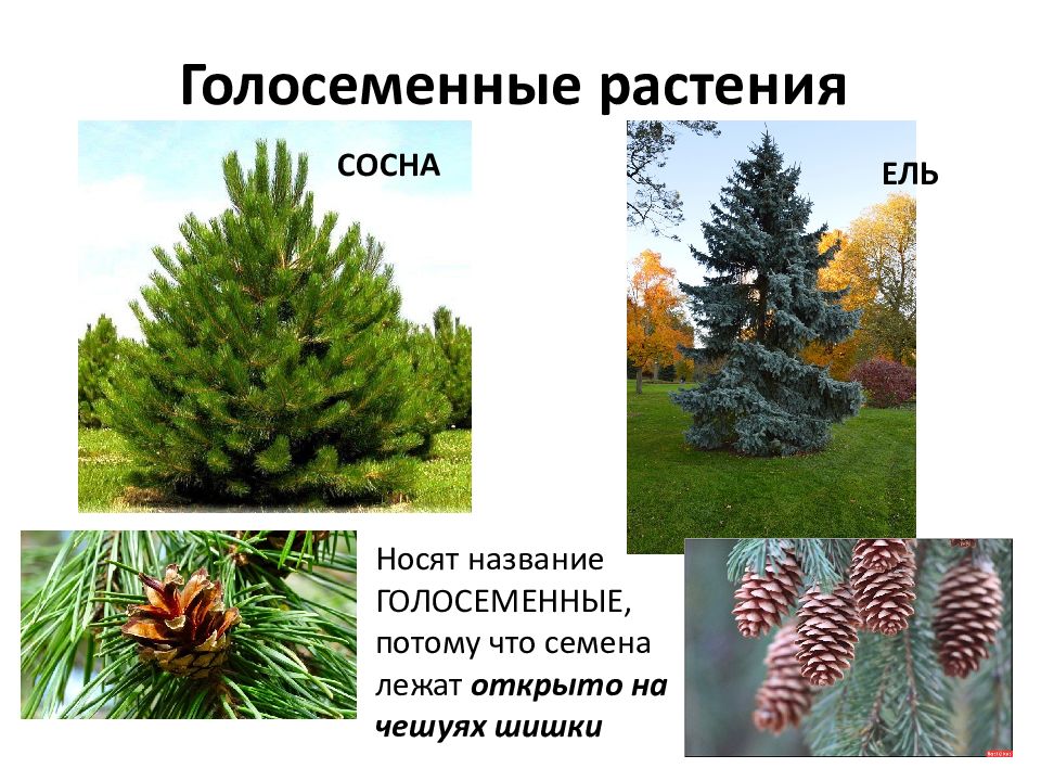 Описание сосны