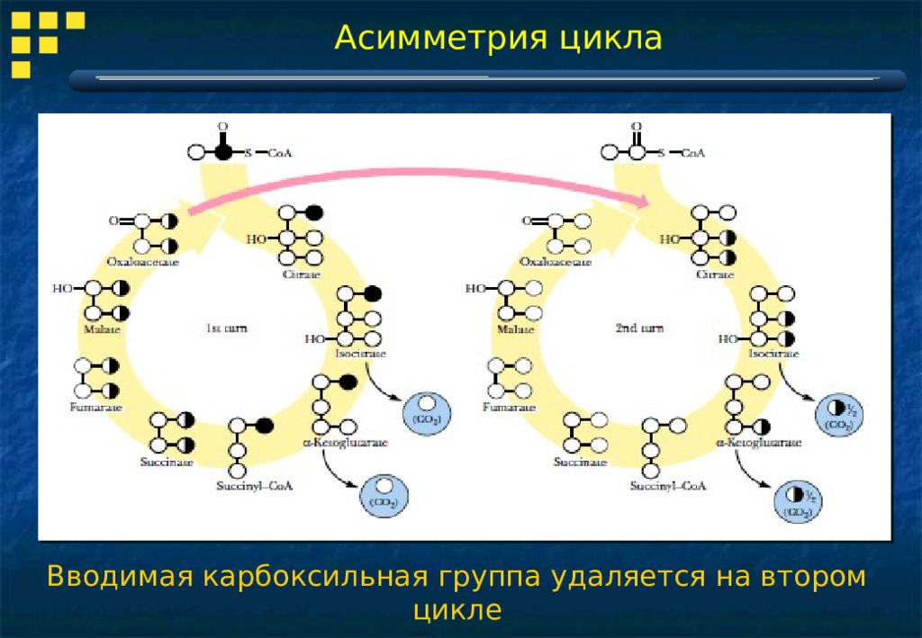 Второй цикл. Асимметрия цикла. Энергетический баланс пентозного цикла. Асимметричность углеводов. Центры асимметрии углеводов.