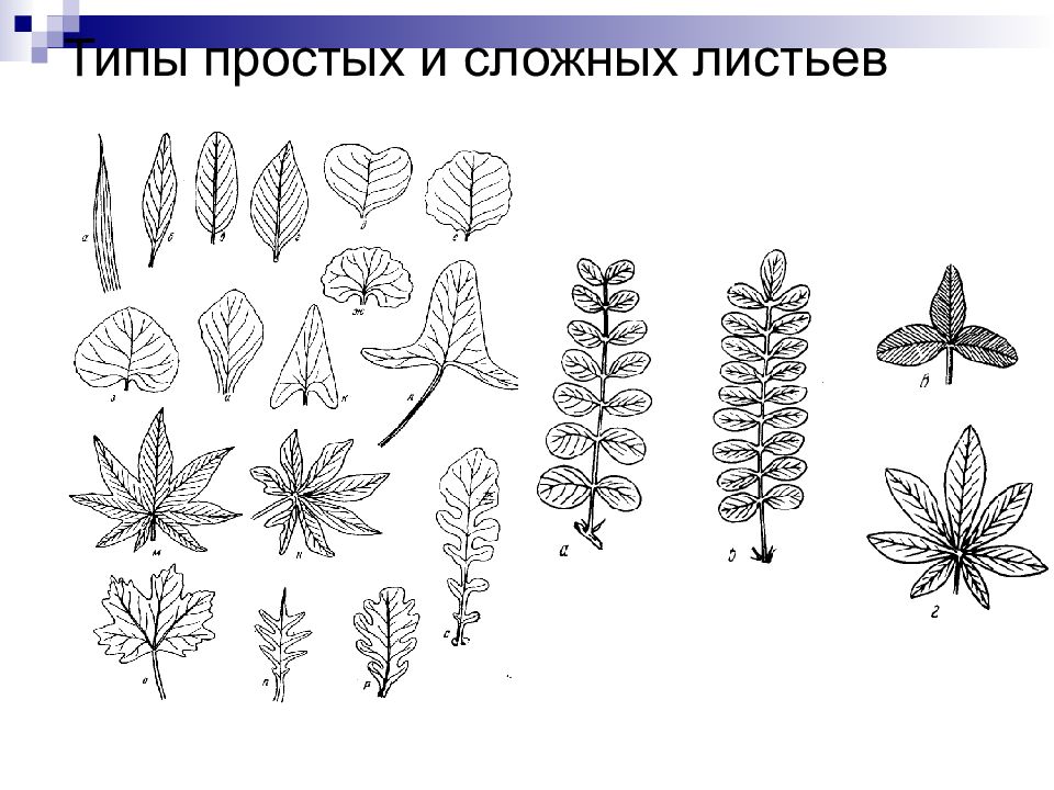 Морфология простых и сложных листьев. Морфология сложного листа. Морфология простого листа. Формы верхушек листьев.