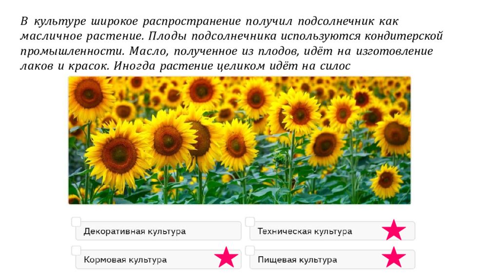В культуре широкое распространение получил подсолнечник как масличное растение. Плоды подсолнечника используются кондитерской промышленности. Масло, полученное