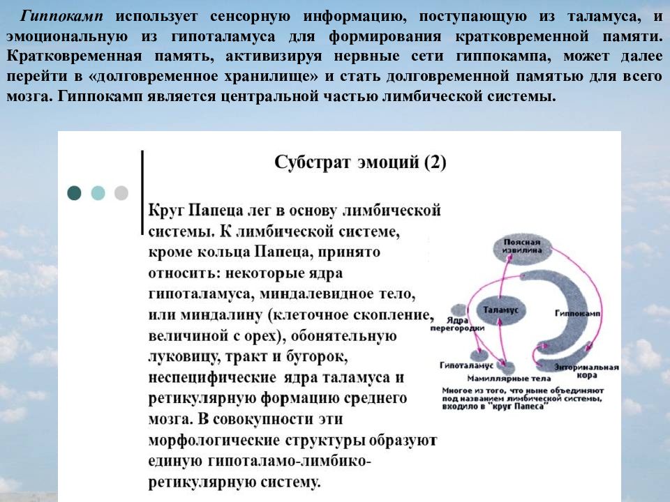 Круг папеца. Нервный субстрат эмоций. Анатомический субстрат эмоций. Нервный субстрат эмоций, теории эмоций.. Роль лимбической системы в формировании кратковременной памяти.