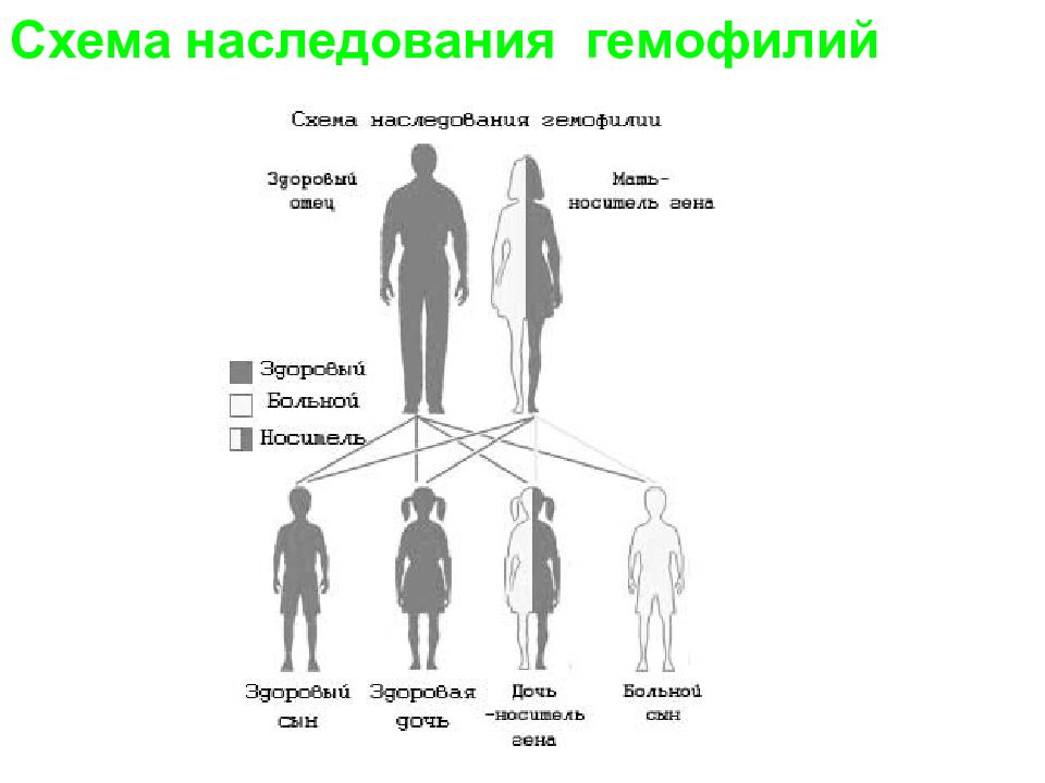 Наследование функций. Схема наследования гемофилии. Наследственность схема. Схема носителей гемофилии. Гемофилия схемки.