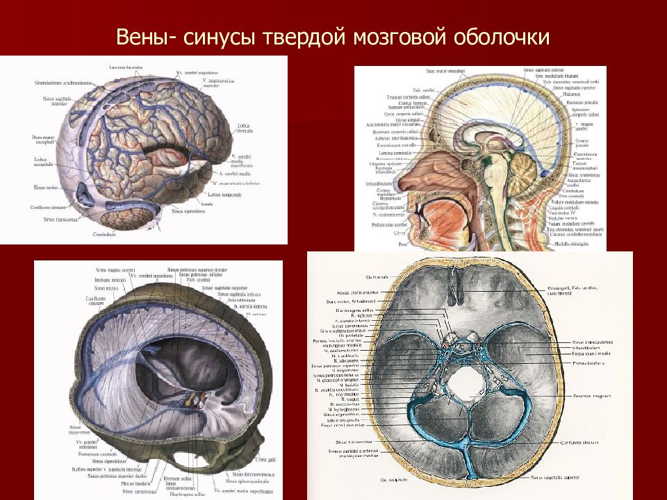Синус оболочки мозга. Венозные синусы головного мозга анатомия. Поперечный синус твердой мозговой оболочки. Пазухи мозговой оболочки. Пазухи твердой мозговой оболочки.