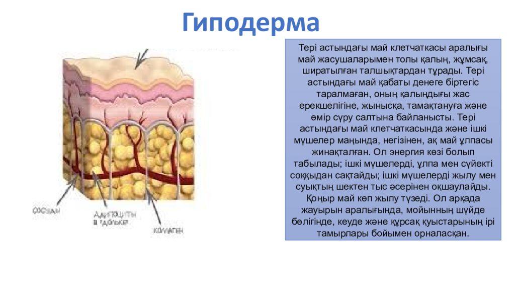 Гиподерма состоит из. Гиподерма строение. Структура гиподермы. Слои гиподермы.