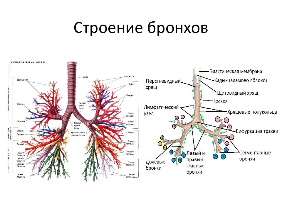 Легочная бронхи