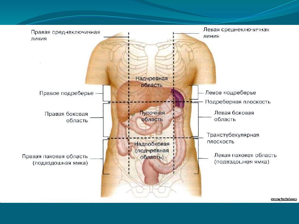 Передняя брюшная стенка топографическая анатомия