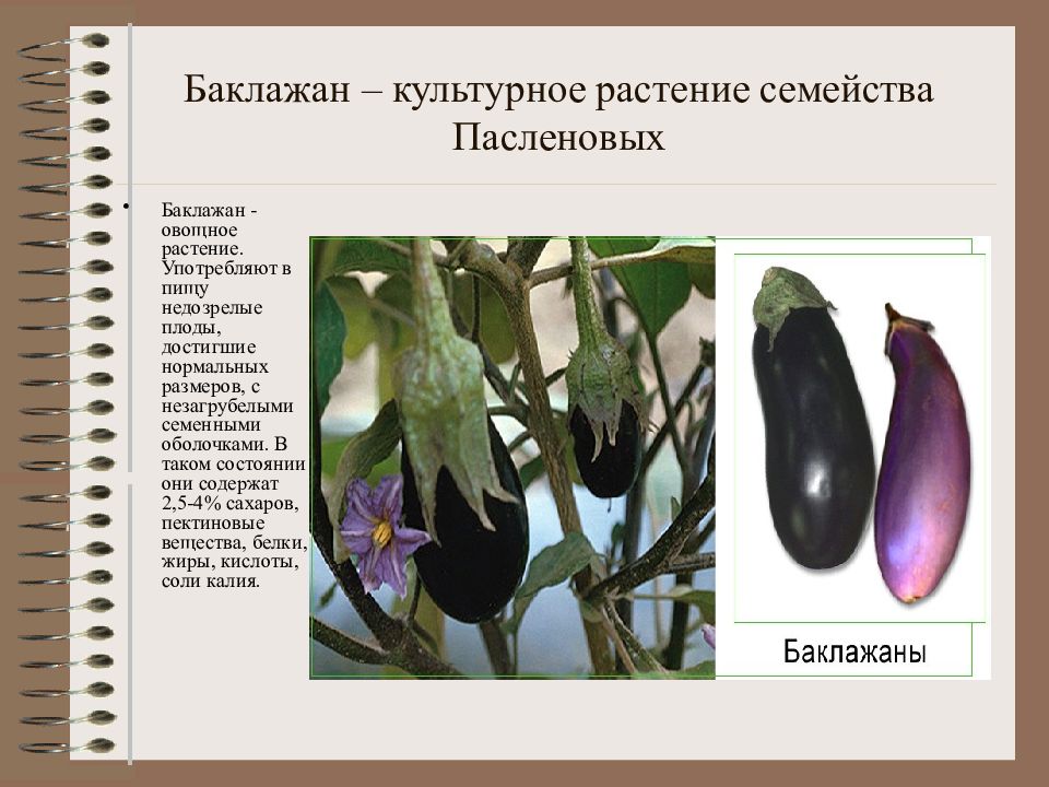 Среда обитания баклажана. Баклажан семейство пасленовых. Баклажан цветок семейство Пасленовые. Строение плода баклажана. Баклажан однодольное или двудольное.
