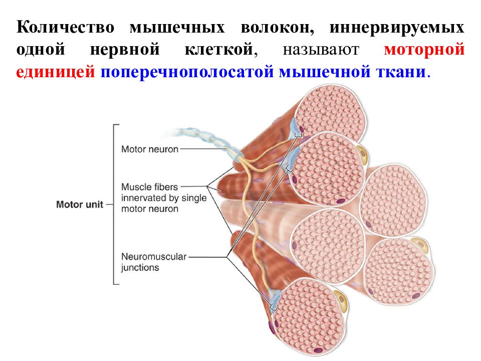 Волокна мышечной ткани. Ядра мышечных волокон мышцы. Ядро клетки мышечного волокна. Мышечное волокно это клетка. Число ядер в волокне и клетке мышечных тканей.