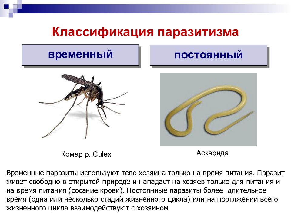 Паразитология картинки для презентации